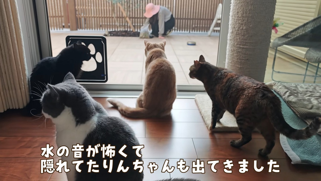 4匹揃って待機中