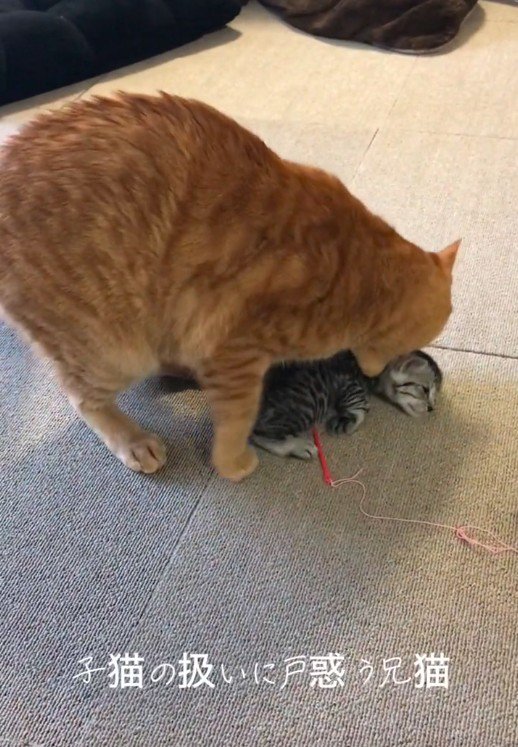 子猫の首元を噛んでいる大人の猫