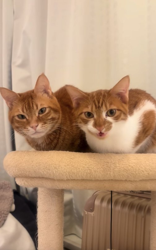 キャットタワーの上で香箱座りをして口を開けている猫（アップ）