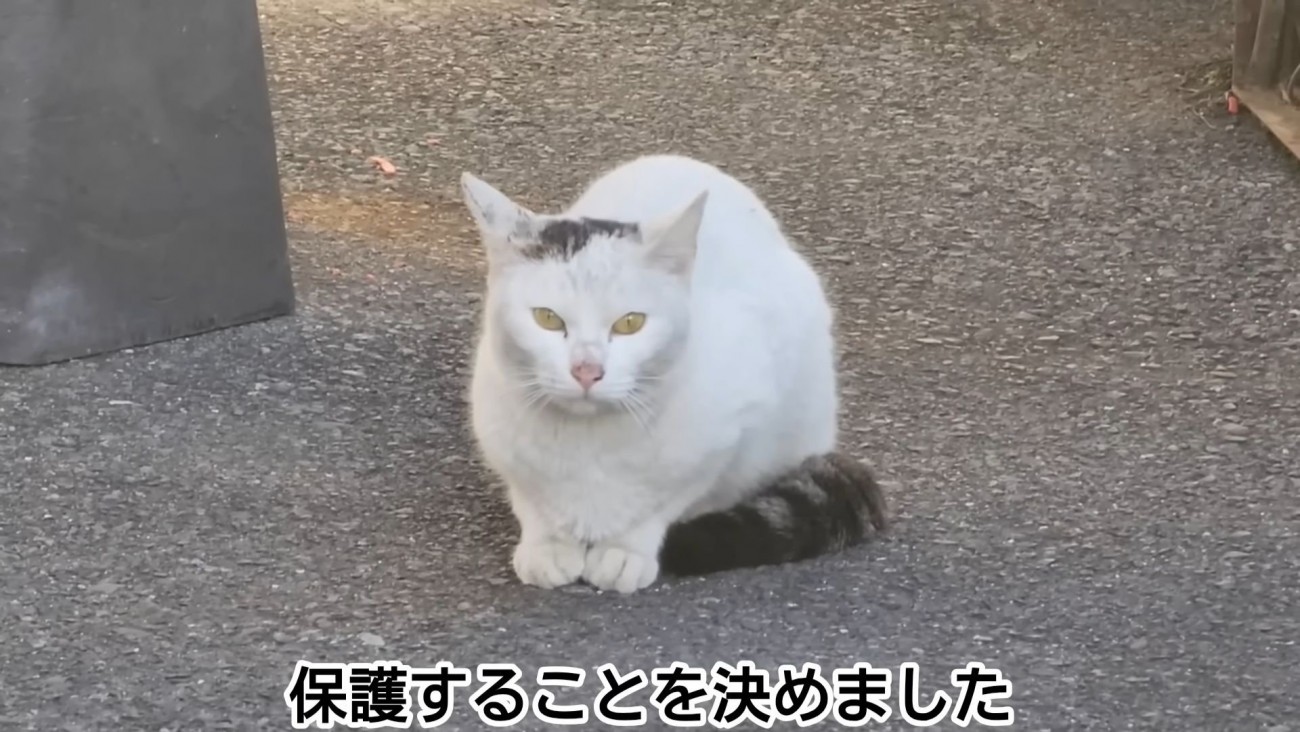 テロップ「保護することを決めました」