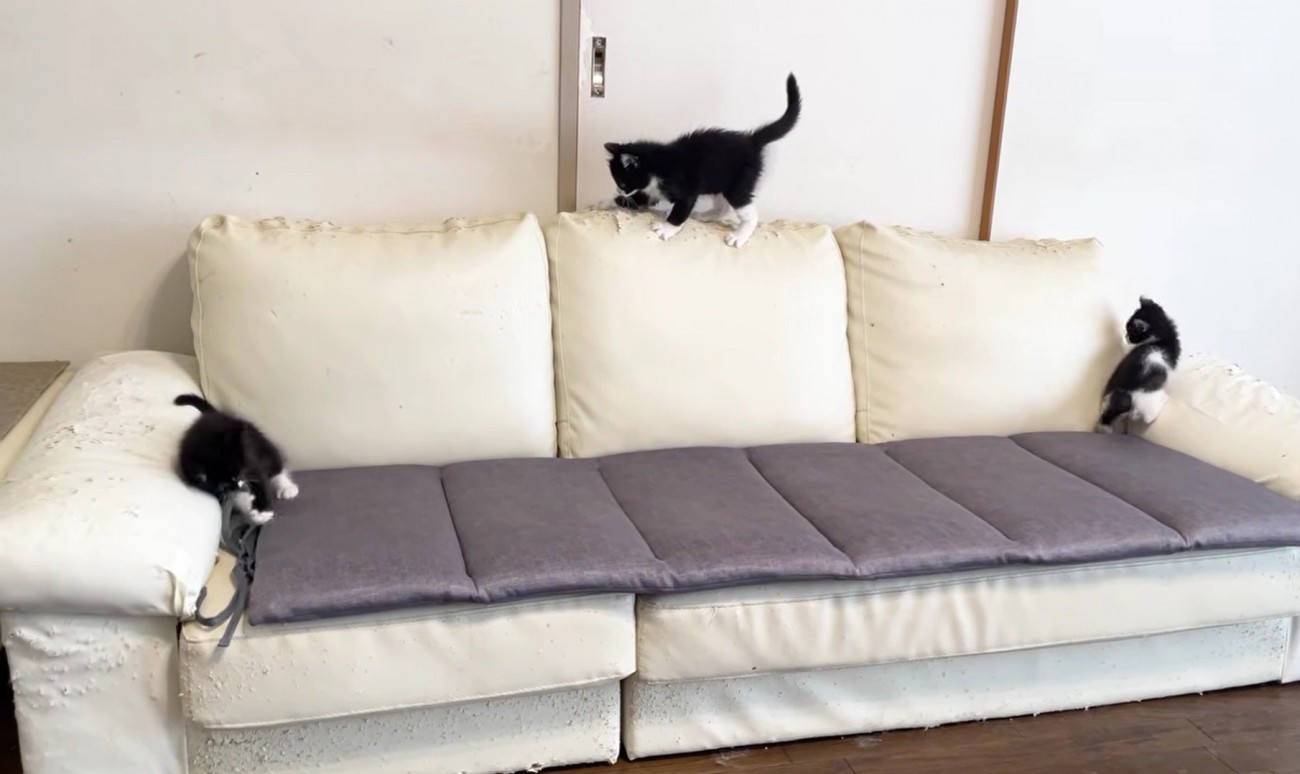 3匹の子猫がソファの上で遊んでいる