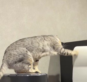 前のめりになってキッチンペーパーを回す猫