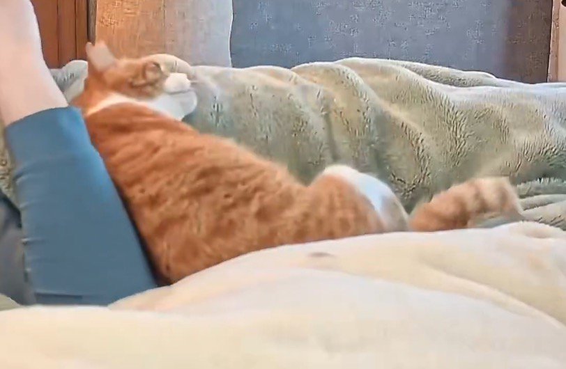 飼い主の体にもたれかかる猫