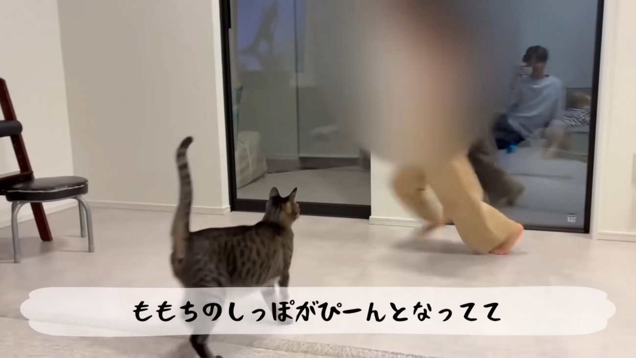 テロップ「ももちのしっぽが～」