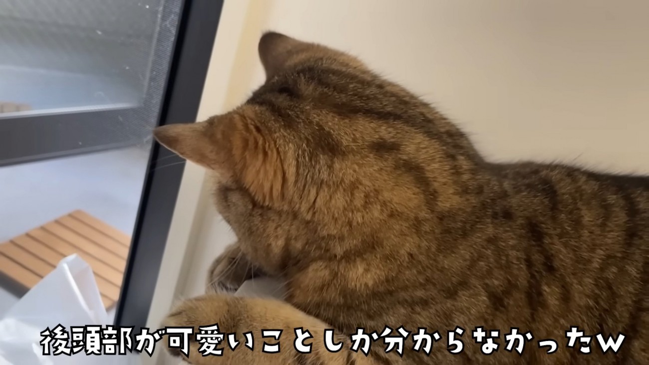 外を覗き込む猫さんの後頭部