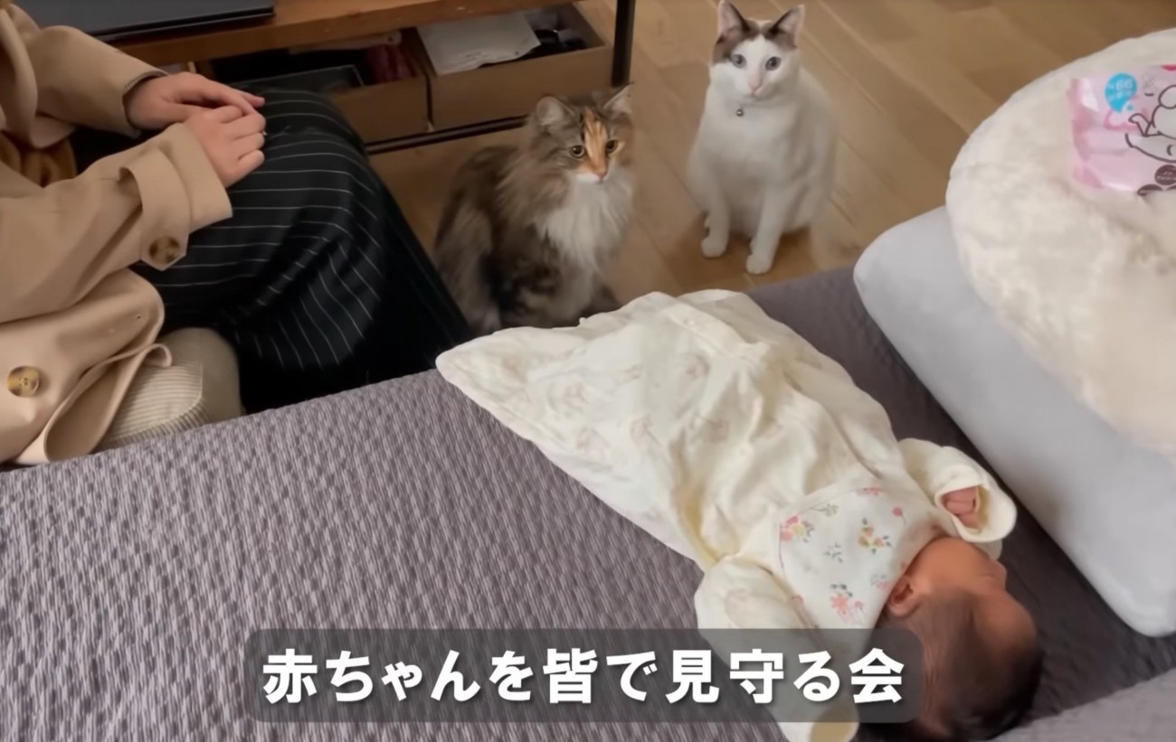 赤ちゃんを見守る猫