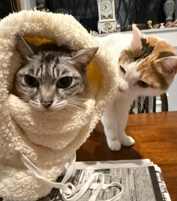 帽子をかぶる猫とそれをのぞき込む猫