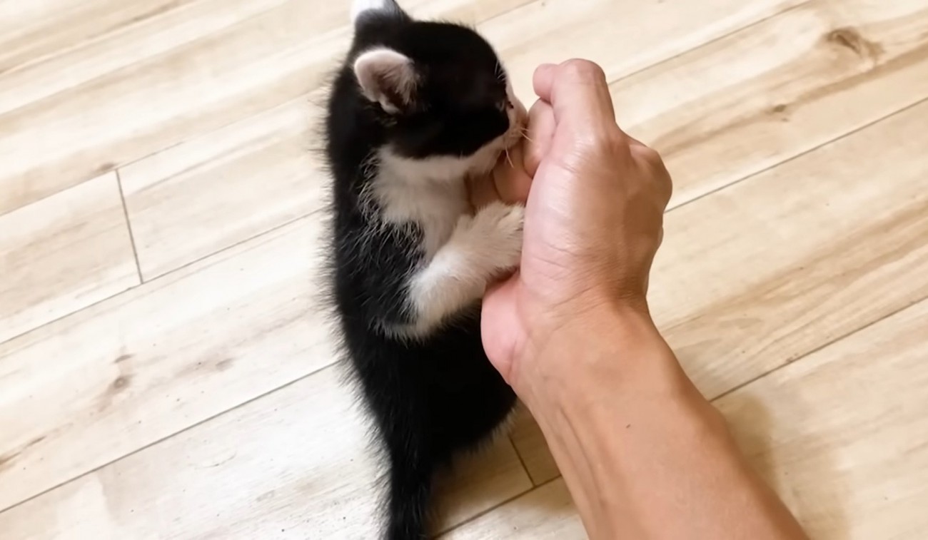 男性の手に甘える子猫