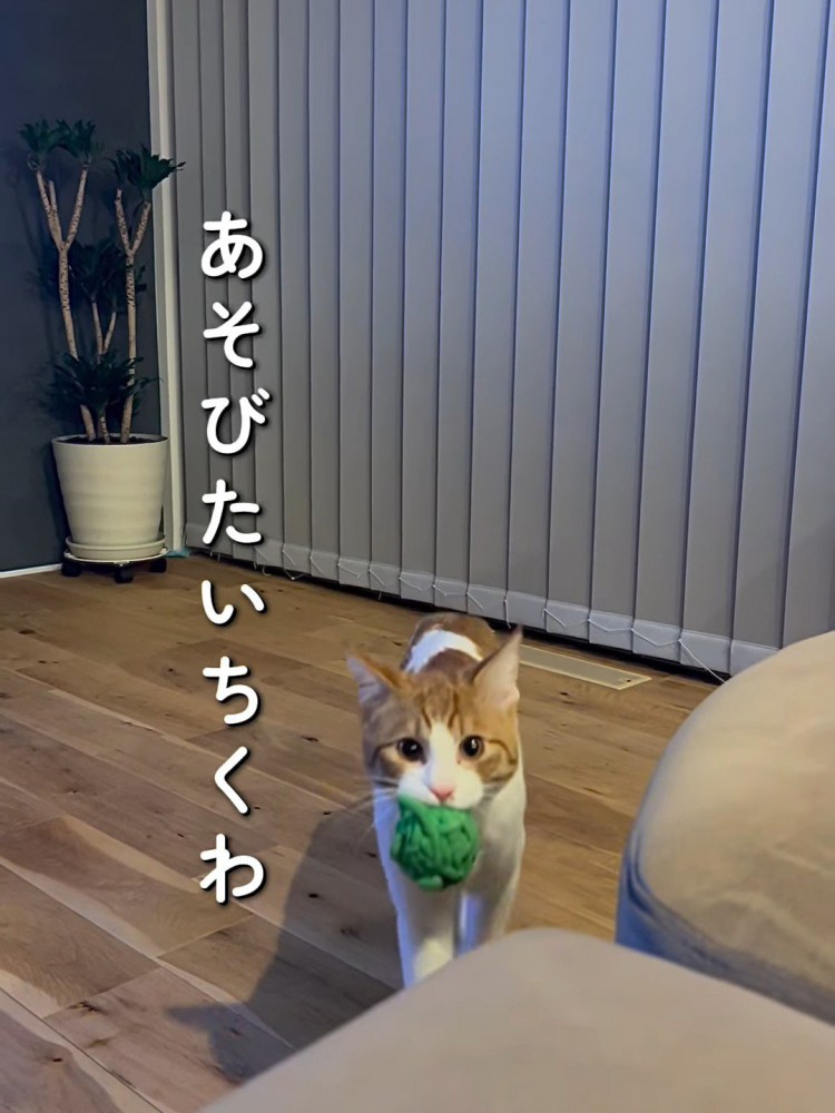 ボールをくわえる猫