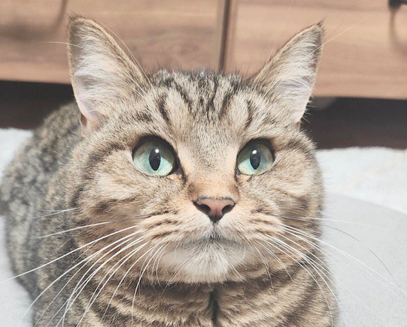 飼い主を見つめる猫の顔