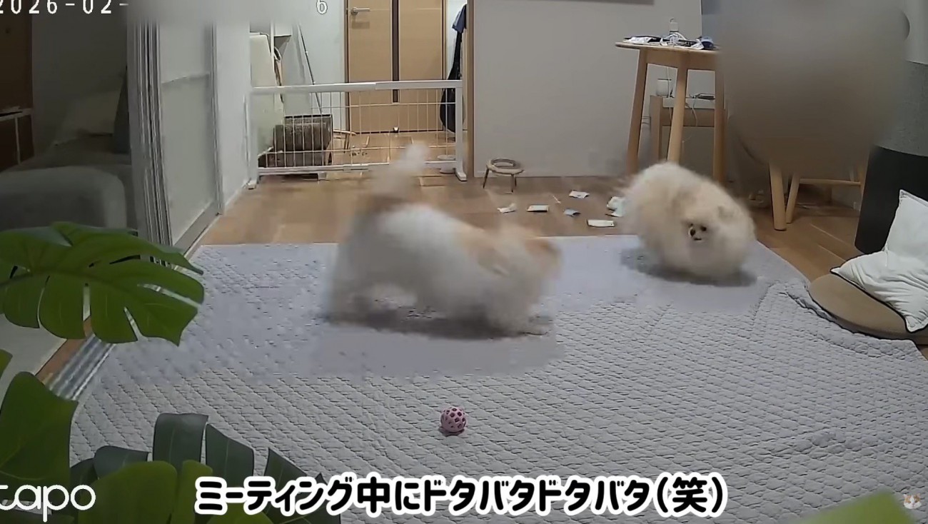 ミニ運動会をする二匹