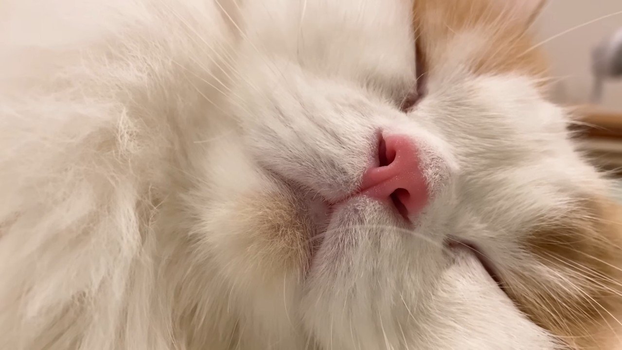 寝顔