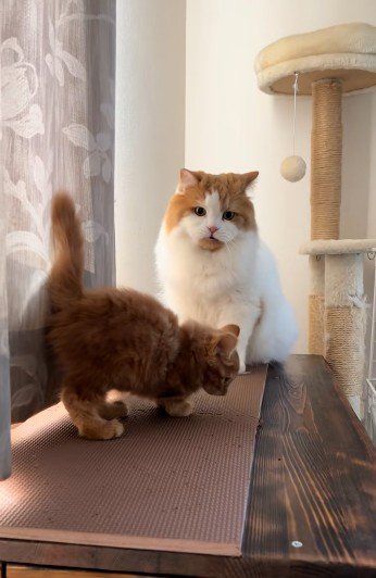 子猫に向かって鳴いている猫