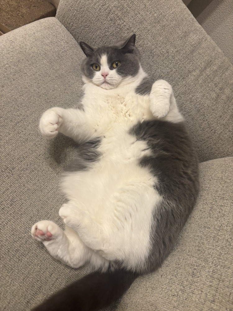 へそ天する猫