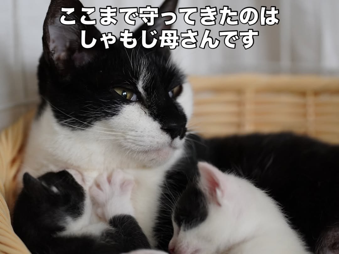 母猫に寄り添う子猫たち