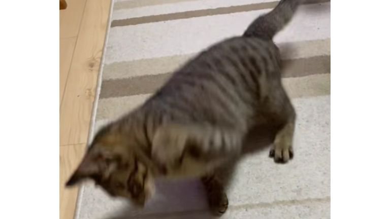 猫パンチしている猫