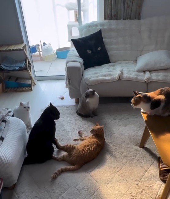 家族猫たちに囲まれる黒猫