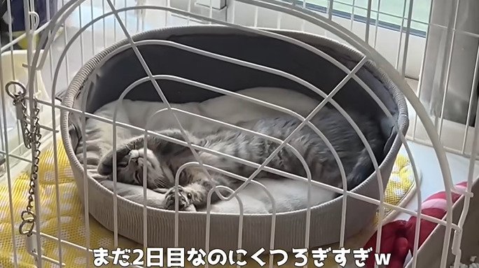 ヘソ天で寝る子猫