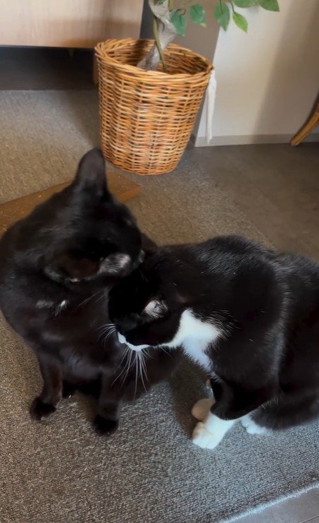 並んで座っている2匹の猫