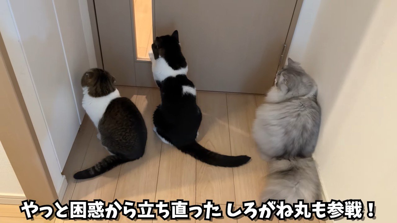 しろがね丸も参戦