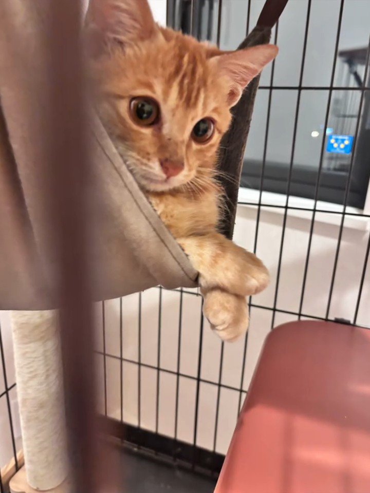 ハンモックに乗る子猫