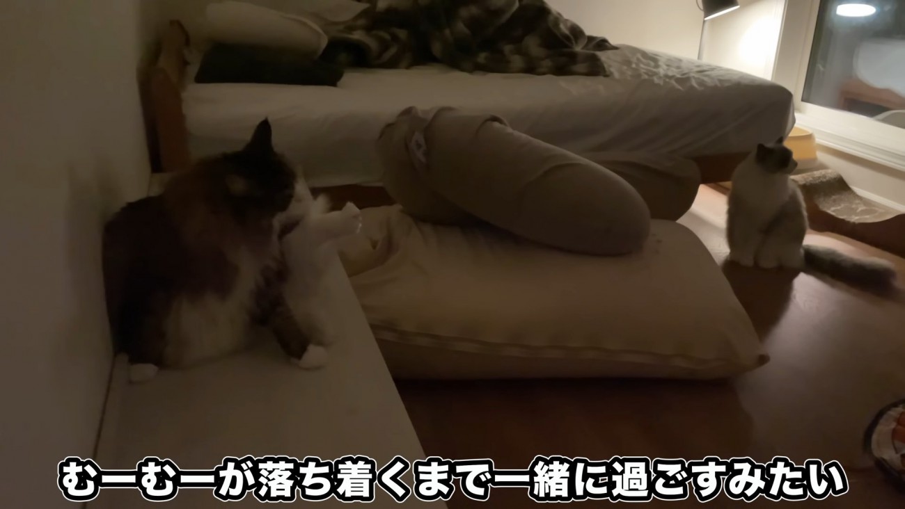 座る2匹の猫