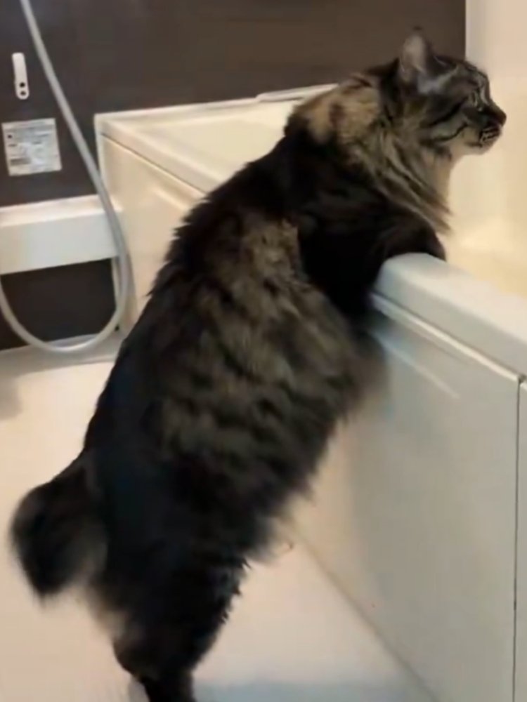 前を向き、おしりを洗われるのを待つ猫