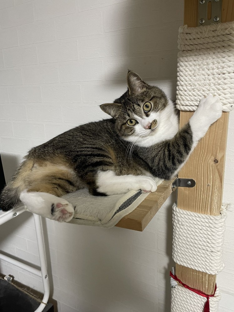 キャットタワーから見つめるキジ白猫