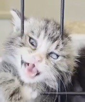 変顔になっているキジトラ猫の顔