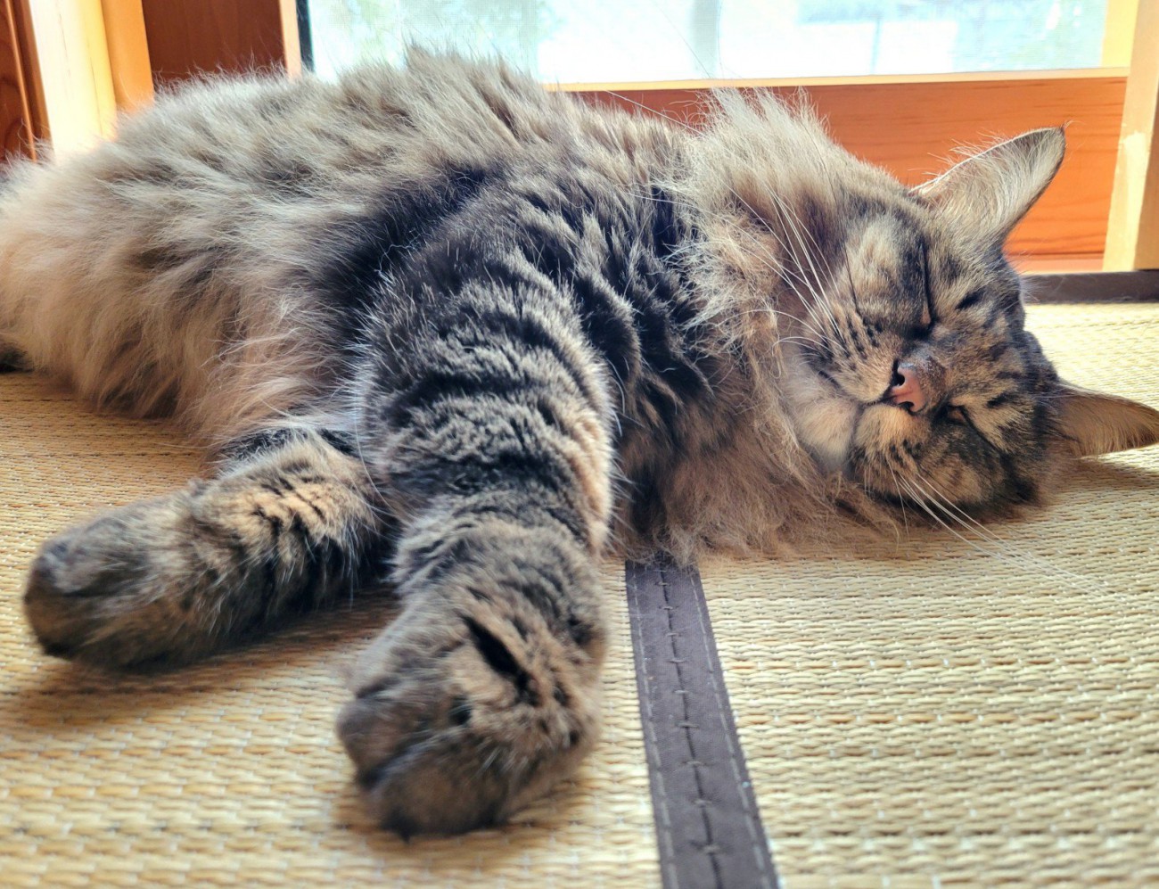 寝ている猫
