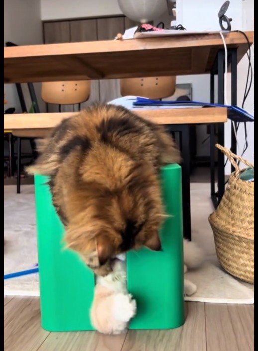 じゃれ合っている2匹の猫