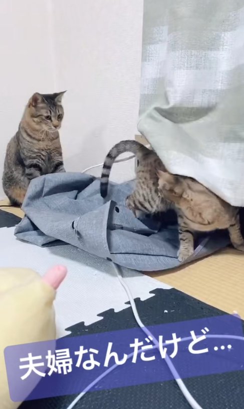 低い姿勢で振り返る猫を見つめるお座りをした猫