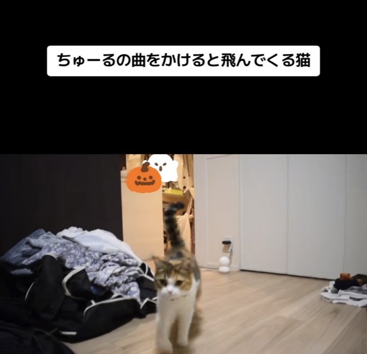 おやつをもらいにきたスコティッシュフォールド