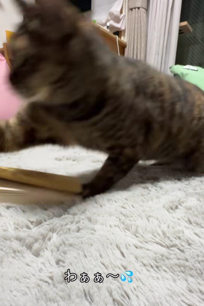 襲いかかる猫