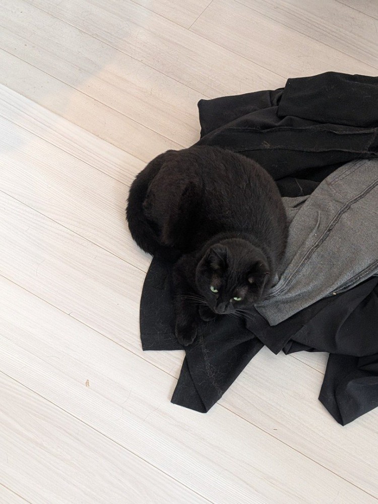 黒い服の上に座る黒猫
