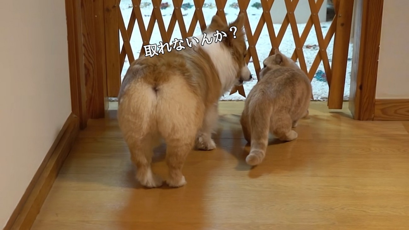 柵の前にいる猫と犬