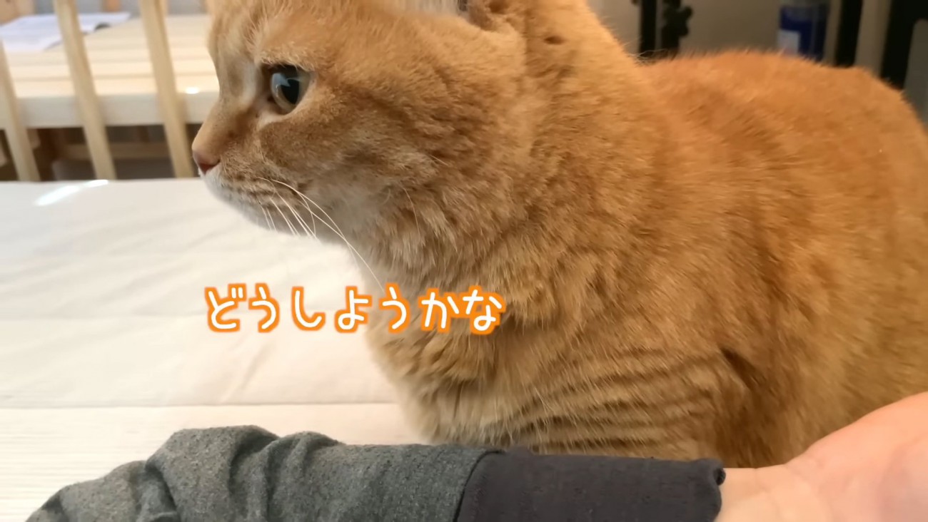 猫の横顔