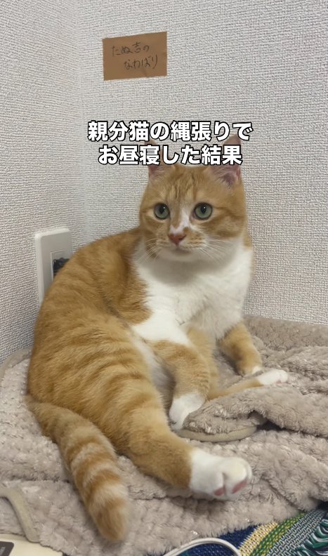 毛布の上でくつろぐ茶トラ猫