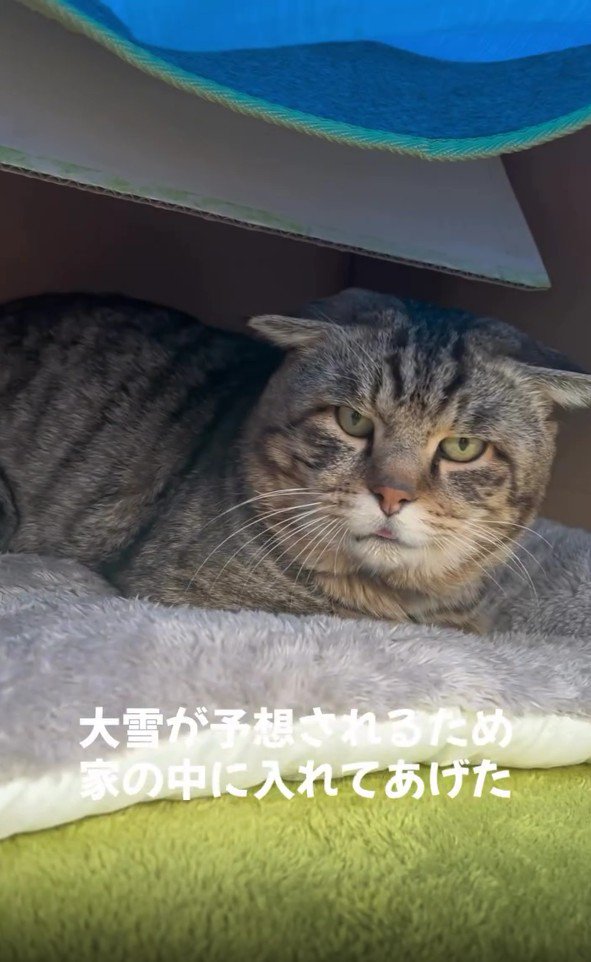 家に迎え入れられた猫