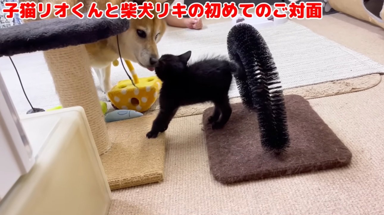柴犬にあいさつする黒猫の子猫