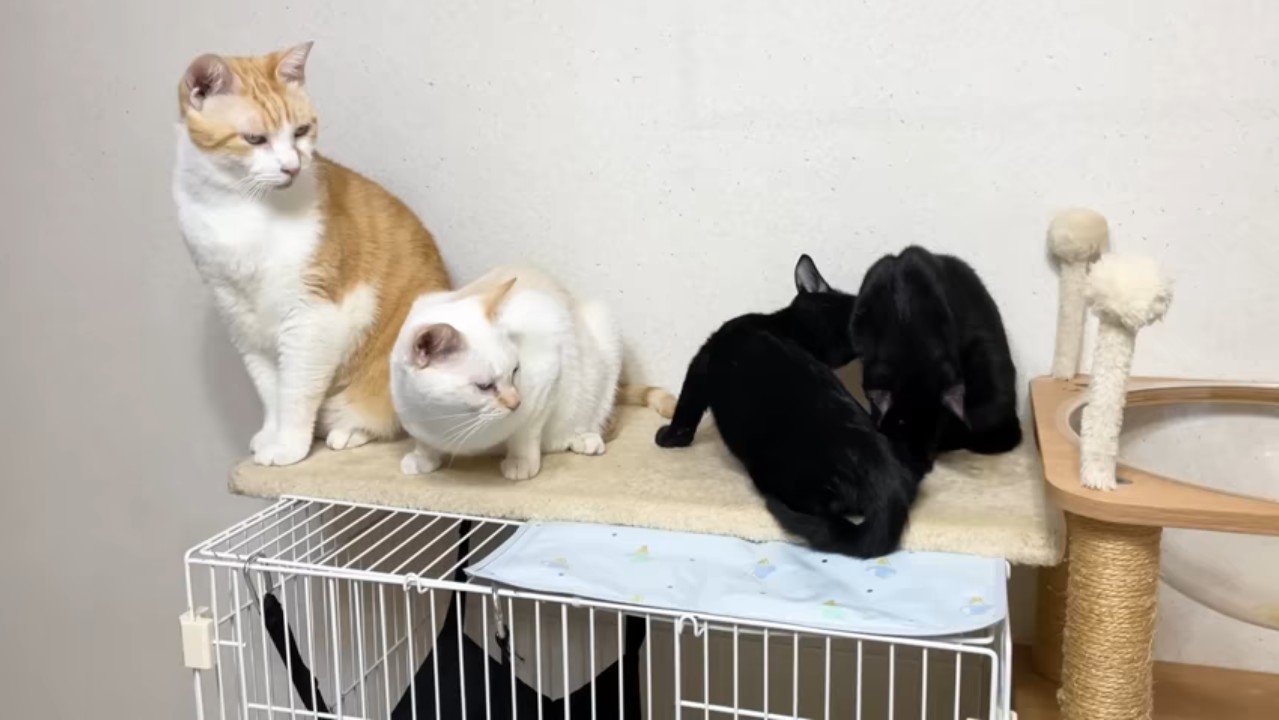 姉弟を見つめるふたり