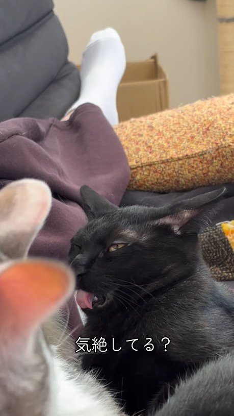 キジ白猫のおしりのニオイを嗅いで変顔になる黒猫