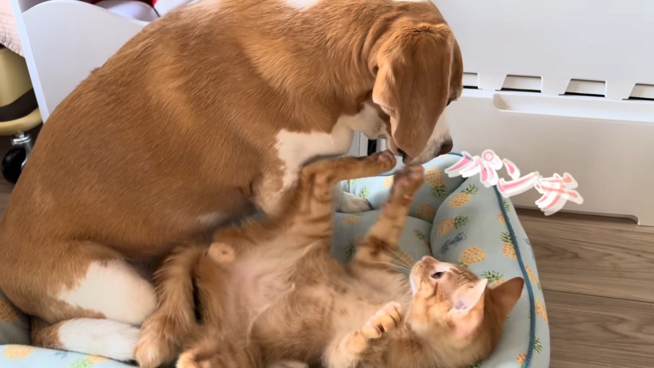 犬にパンチをする猫