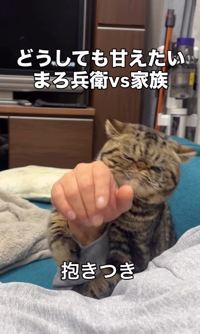 飼い主の腕に抱きつくブラウンクラシックタビー