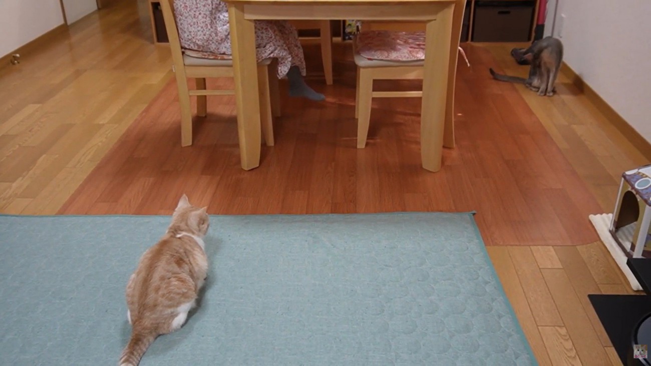 座っている人を見ている猫