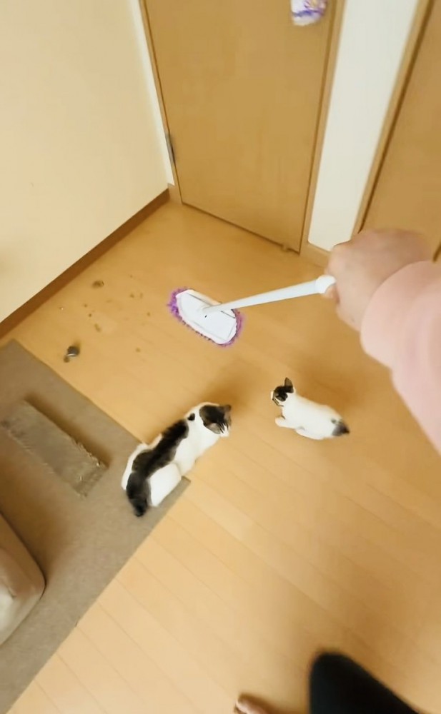 モップを追い掛ける子猫と見守る母猫
