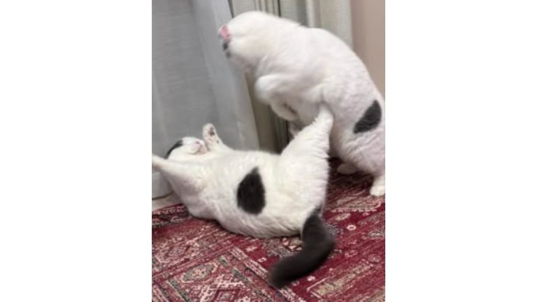 ケンカしている猫