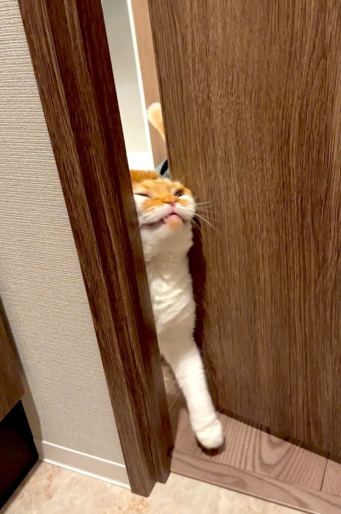 必死の形相でドアを開けようとする猫