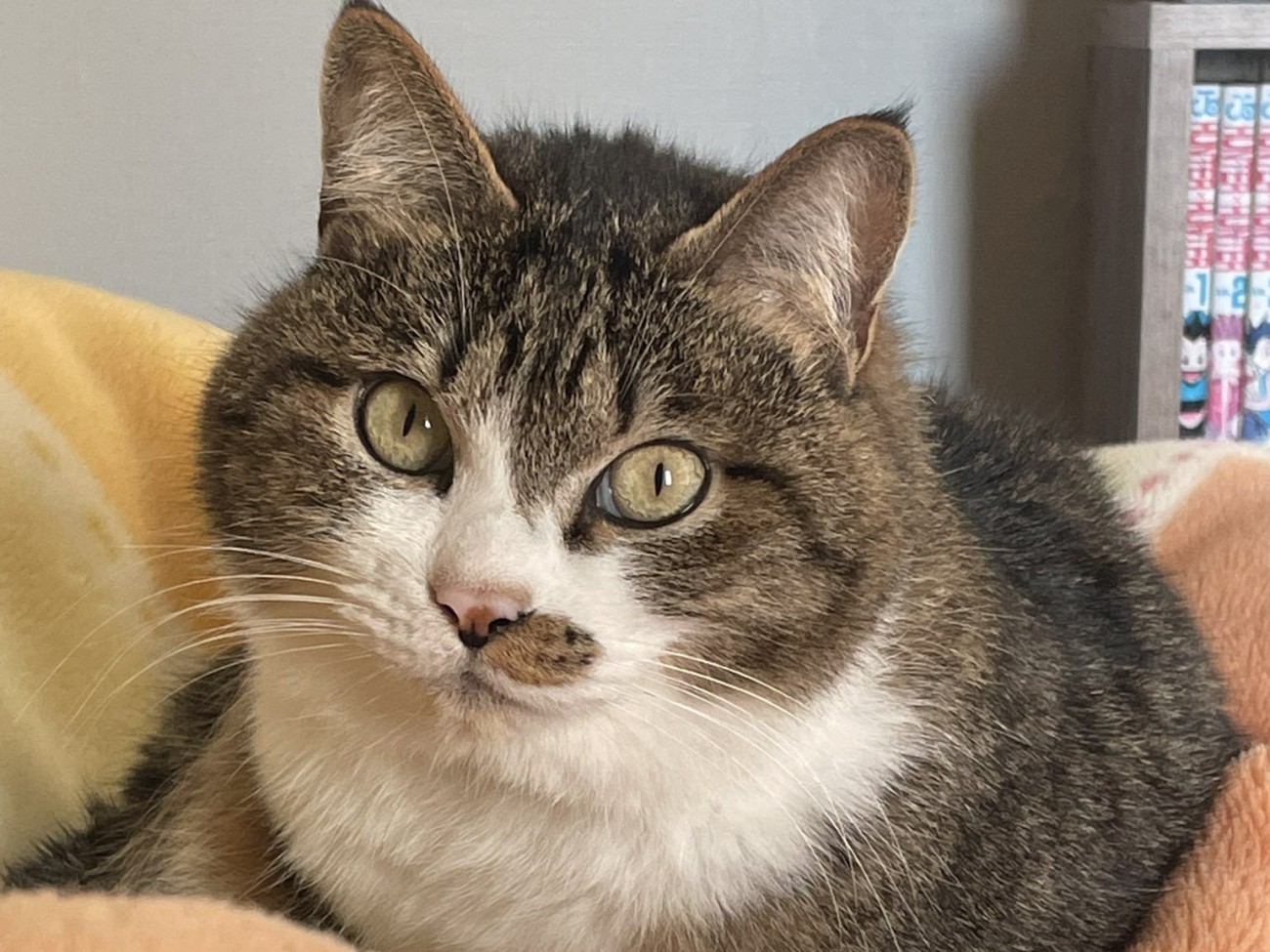 丸くなって座っている猫のアップ