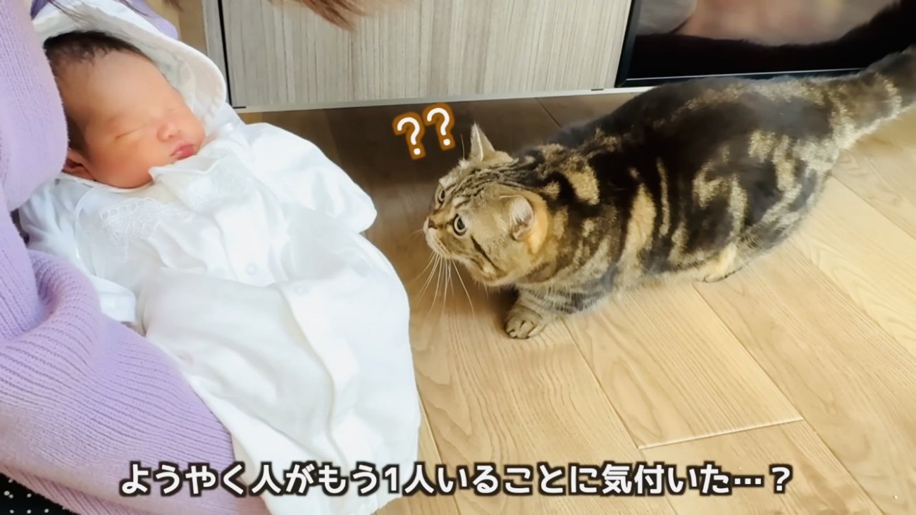 ママに抱かれた赤ちゃんを見るキジトラマンチカン